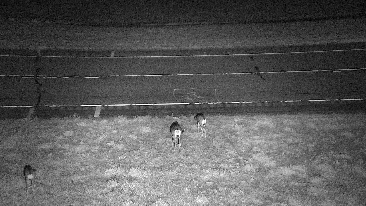 Roadway Elev 3350 - 10/04/2026 02:45 AM
