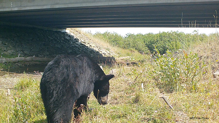 Bear crossing under a bridge.