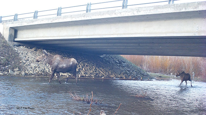 moose crossing under bridge