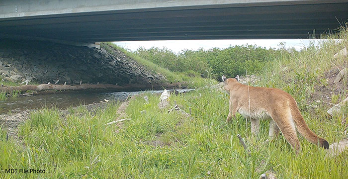 Mountain Lion crossing under bridge