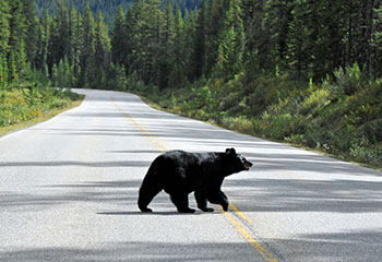 bear crossing a road image