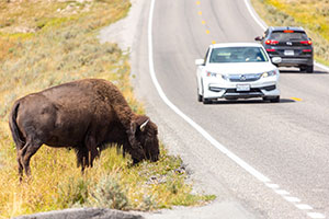 Bison grazing near road.