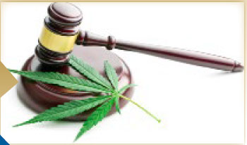 judges gavel over a photo of cannabis leaves