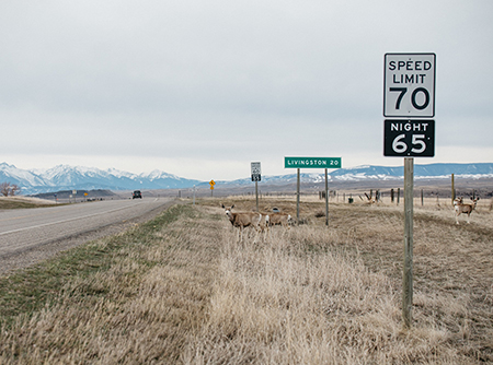 Image of dear grazing next to Highway 89, Montana.