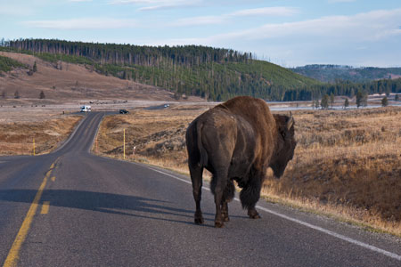 buffalo on roadway