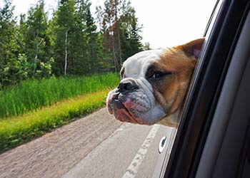 dog hanging head out window of car